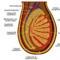 Ecografia doppler de vasos escrotales a color. 882282 Idime