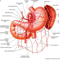 Duplex scan arterias mesentericas a color, cups 882232. Idime (2022)